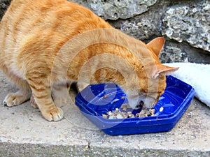 Adorable cat eating pet fooding photo