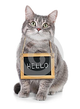 Adorable cat with Hello sign on white background