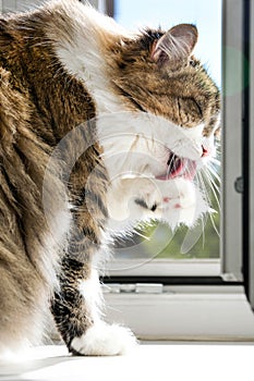 Adorable cat licking its paw