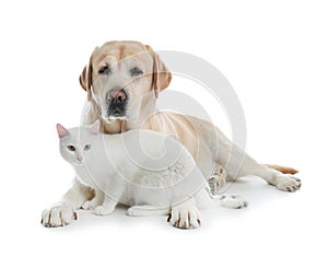 Adorable cat looking into camera and dog together. Friends forever