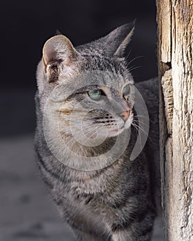 Adorable cat looks from around the corner of a wooden door. Sunny day
