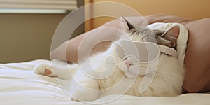 Adorable cat lounges with relaxation mask, epitomizing the ultimate comfort and leisure , concept of Serenity