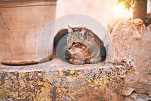 Adorable cat lying down relaxing at town street