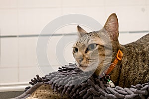 Adorable Cat lying on gray carpet. Lovely cute kittens at Home.