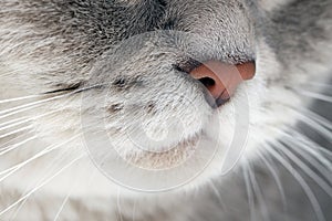 Adorable cat, macro photo of muzzle. Lovely pet