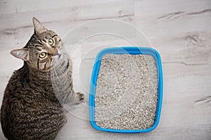 Adorable cat near litter tray indoors