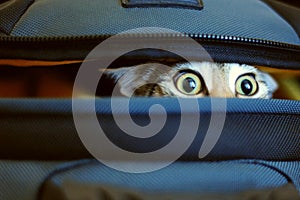 Adorable cat peeking out of bag