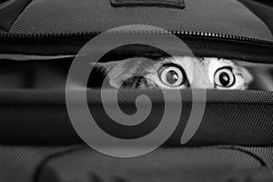 Adorable cat peeking out of bag. bw