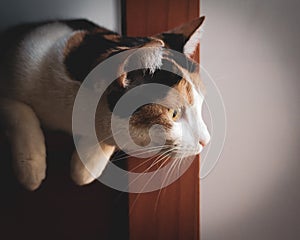 Adorable cat peeking out of a forniture