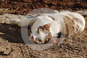 Adorable Cat rolling on the ground