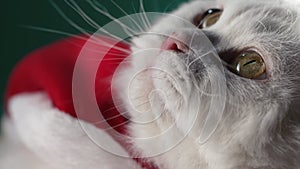 Adorable cat in Santa costume, charming feline in festive attire brings smiles