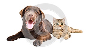 Adorable cat Scottish  Straight and Labrador dog lying together