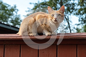 Adorable cat sits on vintage wooden fence at summer sunset