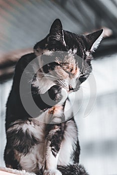 Adorable cat sitting and washing face on blurred background
