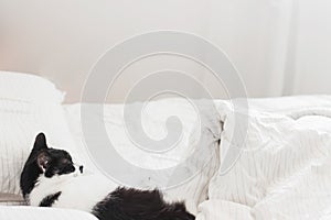 Adorable cat sleeping on bed with stylish sheets in morning light. Cute kitty relaxing on cozy owners pillows in modern room.