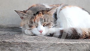 An adorable cat with three colors sleeps and breathes close up