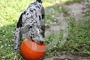 Adorable Catahoula Leopard puppy playing with orange Halloween pumpkin in outdoor yard