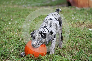 Adorable Catahoula Leopard puppy playing with orange Halloween pumpkin in outdoor yard