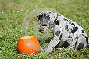 Adorable Catahoula Leopard puppy playing with orange Halloween pumpkin in outdoor yard