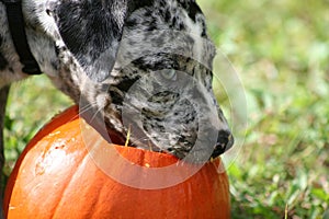 Adorable Catahoula Leopard puppy playing with orange Halloween pumpkin in outdoor yard