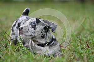 Adorable Catahoula Leopard puppy playing in outdoor yard during a sunny day