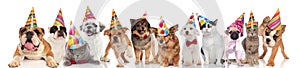 Adorable cats and dogs attending a birthday party