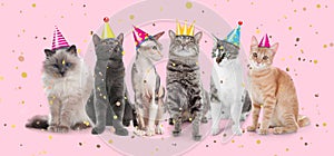 Adorable cats with party hats on pink background. Banner design