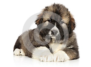 Adorable Caucasian shepherd puppy resting photo