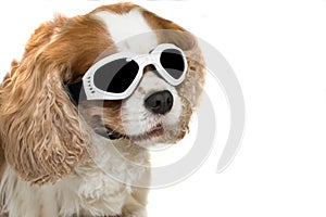 ADORABLE CAVALIER DOG WEARING MOTORCYCLE GOGGLES ISOLATED ON WH