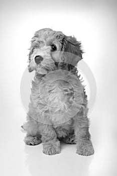 Adorable cavapoo