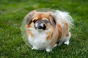 Adorable charm fluffy Pekingese toy dog exudes cuteness