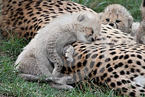 Adorable Cheetah Cub Resting