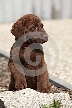 Adorable chesapeake bay retriever puppy on stone photo