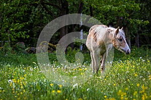 Adorable chestnut halfing foal pasturing on the green meadow in the forest