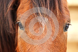 Adorable chestnut horse on blurred background, closeup. Lovely domesticated pet