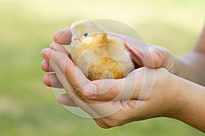 Adorabile pulcino protetto secondo mani 