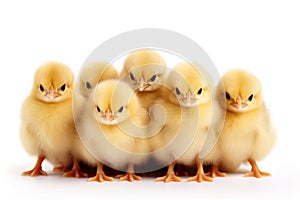 Adorable Chicks Isolated on White Background