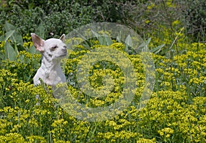 An adorable Chihuahua dog sits under the scorching summer sun among yellow wildflowers on a summer afternoon.