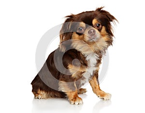 Adorable chihuahua dog sits on a white background