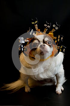 Adorable chihuahua dog wearing a Halloween witch hat and holding a pumpkin on dark background