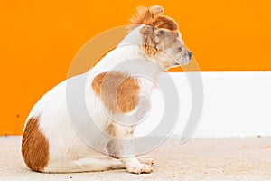 Adorable chihuahua dogs sitting down on floor with sad face