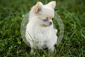 Adorable Chihuahua Long Hair White Puppy Standing In Green Grass