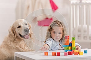 adorable child with curly hair playing with educational cubes, golden retriever sitting near table