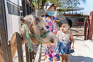 Adorable child girl looking at face of horse and feeding horse or pony with a carrot at zoo at bright sunny
