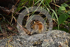 Adorable Chipmunk with an Acorn for a Snack