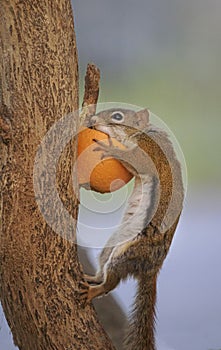 Adorable chipmunk eating orange