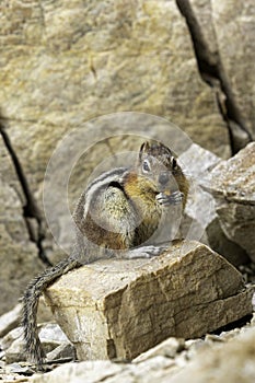 Chipmunk Eating and Making Eye Contact