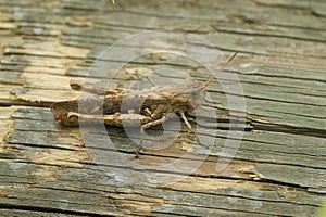 Adorable Chorthippus brunneus standing on the old wood in closeup photo