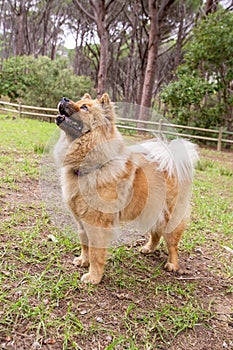 An adorable Chow Chow dog in a forest