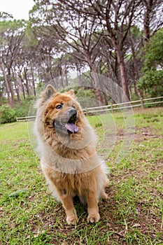 An adorable Chow Chow dog in a forest